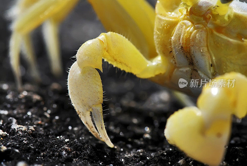 蟹GuruçáOcypode quadrata) |西洋鬼蟹